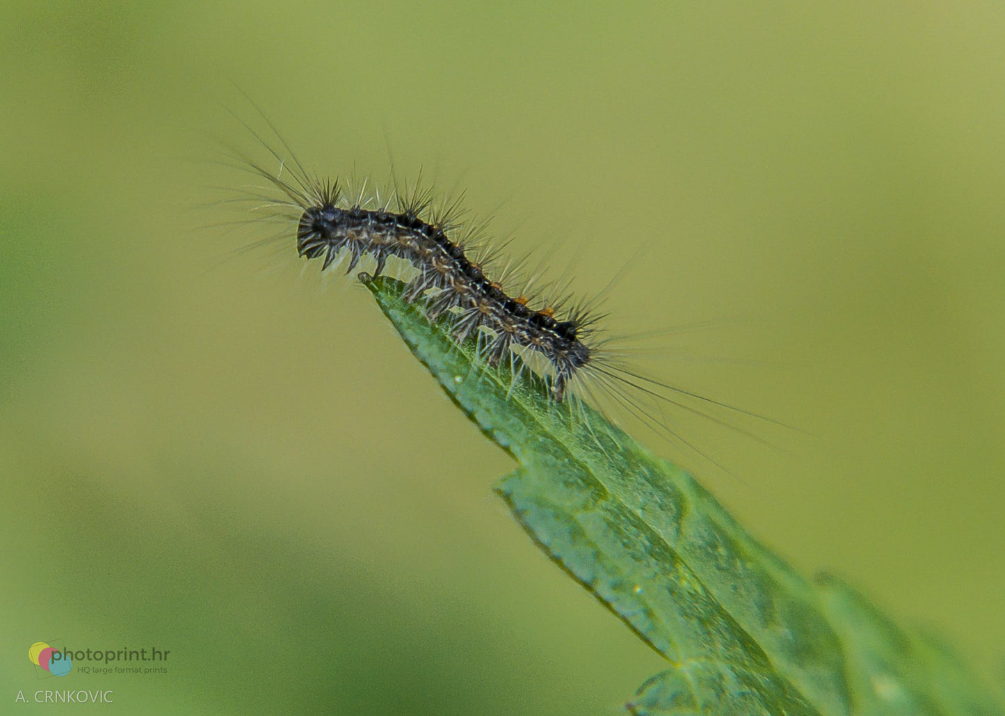 Gusjenica